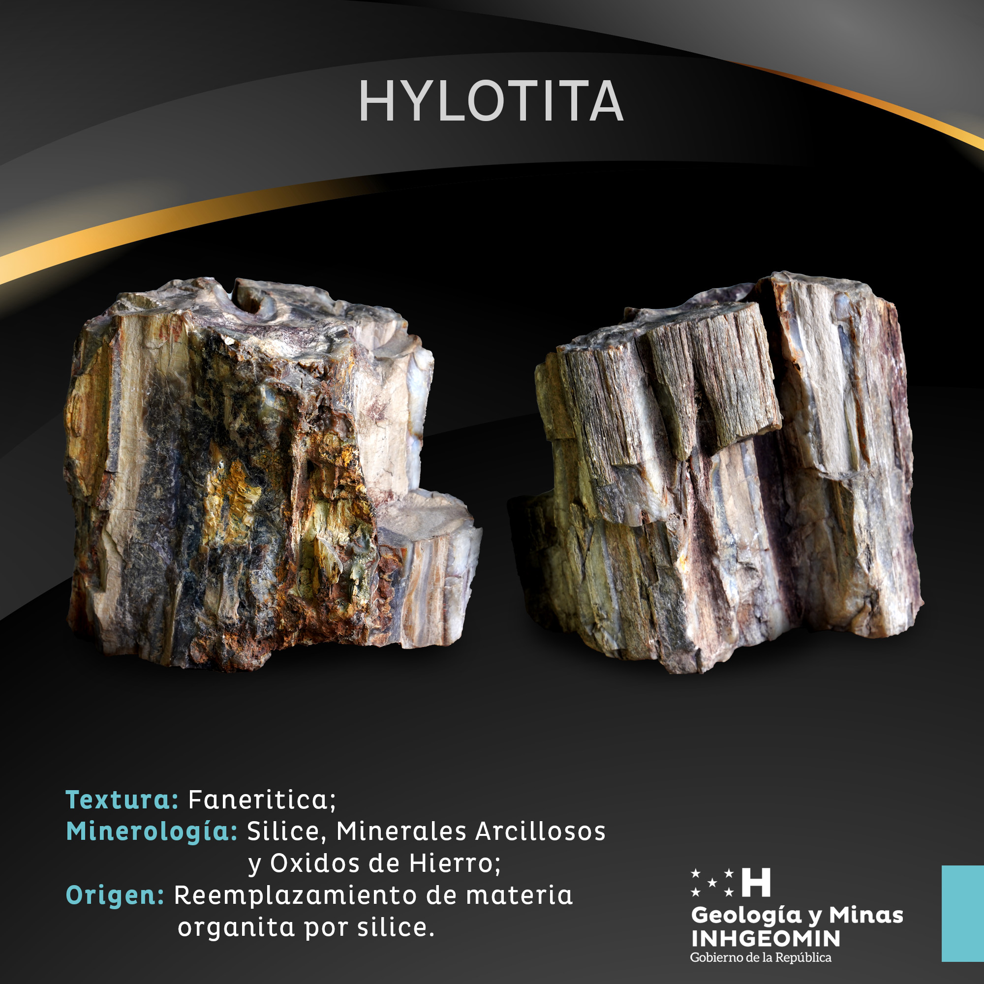 Hylolita